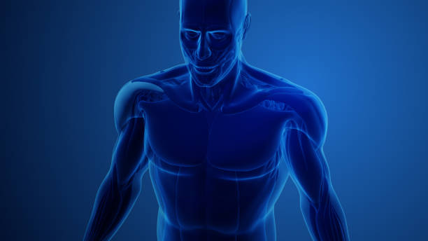The deltoid muscle anatomy set against a serene blue background. Explore the structure and function of this vital shoulder muscle, perfect for anatomy enthusiasts, medical professionals, and fitness enthusiasts seeking a deeper understanding of the human body's complexities.