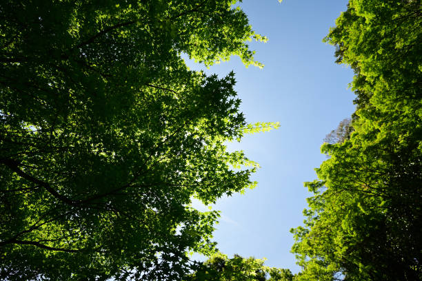 istock Looking up at the fresh green forest 2150650321