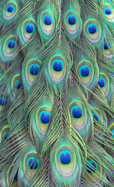 istock colorful of peacock feathers as background, top view 2150650364