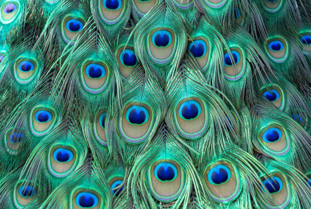 Close-up multi colored tail feathers male animal