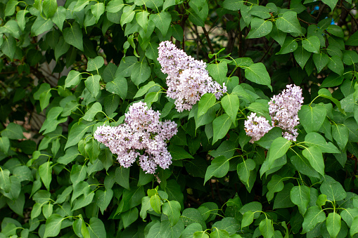 Bright flowers of spring lilac bush. Spring lilac flowers close-up. Twig beautiful varietal blooming flower