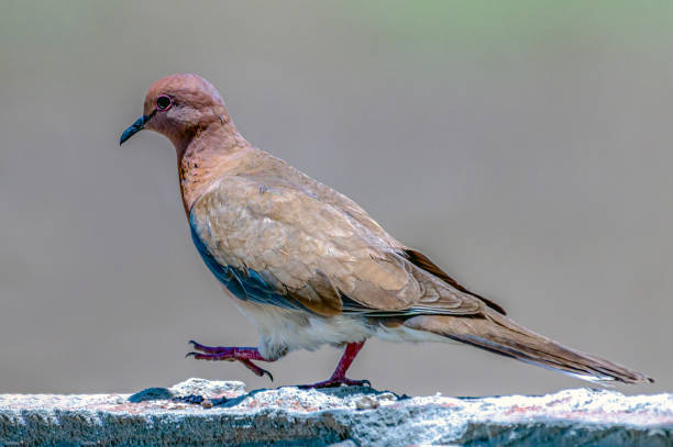 istock closeup of laughing dove 2150651553