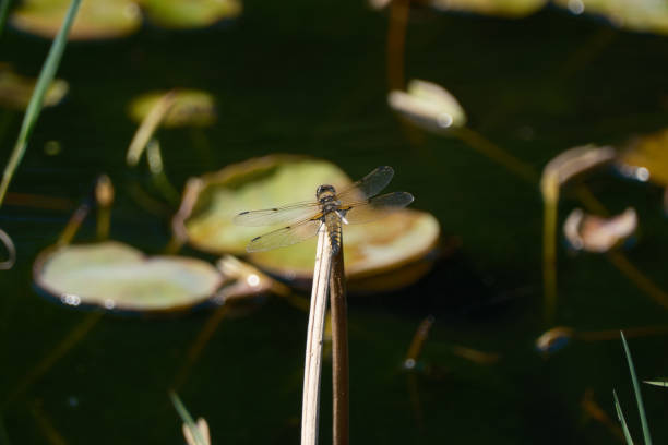 istock Back view of a dragonfly resting 2150652373