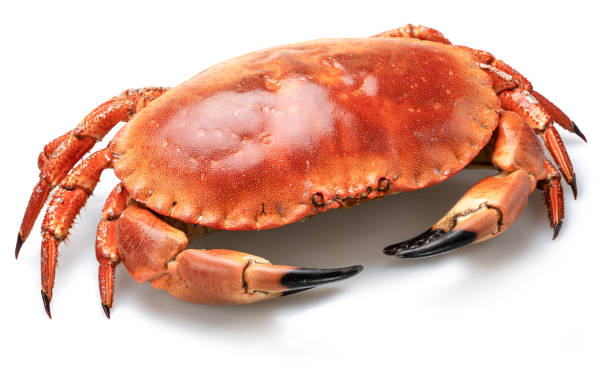 Edible brown cooked crab isolated on white background.