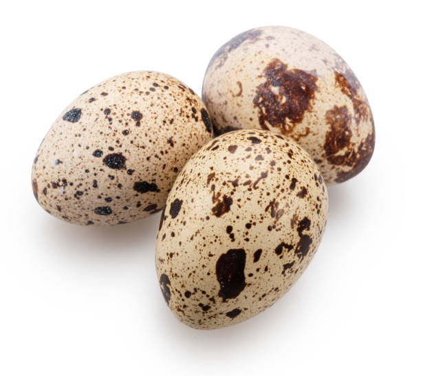 istock Quail eggs close up. on white background. File contains clipping path. 2150652480