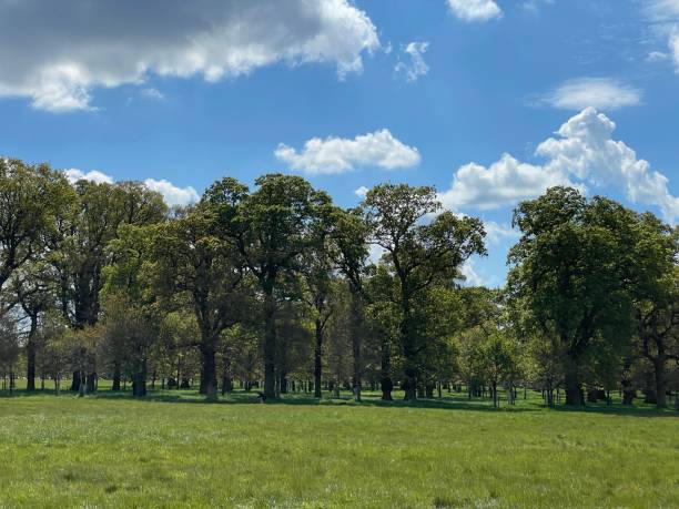 istock Phoenix park in Dublin city, Ireland 2150652494