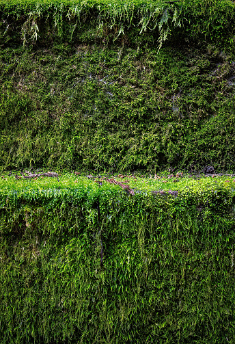 A green, moss-covered wall with a small ledge for displaying products.