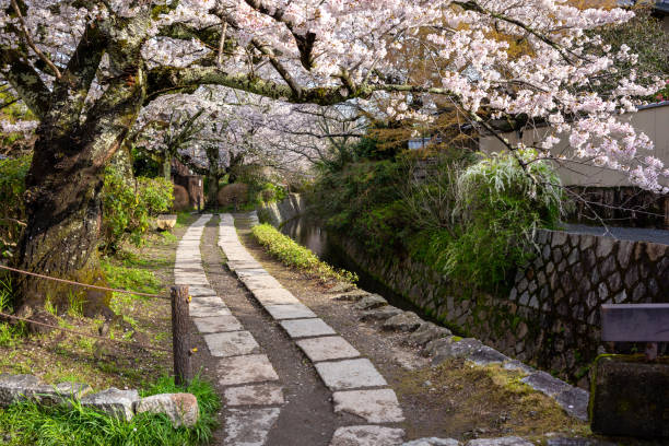 istock View of a path that leads along a canal over which the cherry trees are in bloom. It's a sunny spring morning on the Philosopher's Path in Kyoto Japan. 2150652848