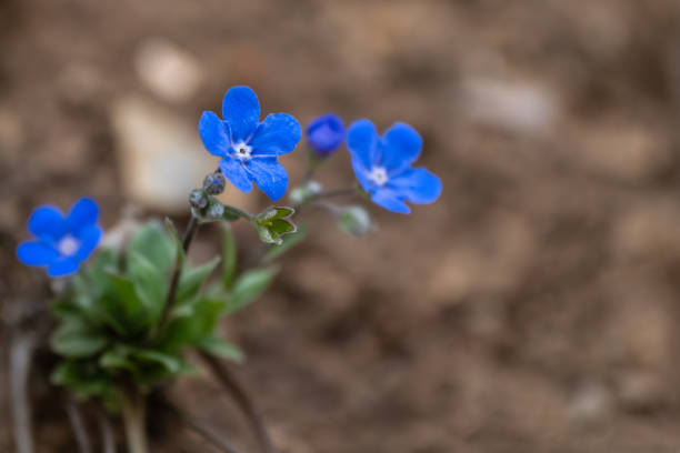 Forget-me-not flowers background