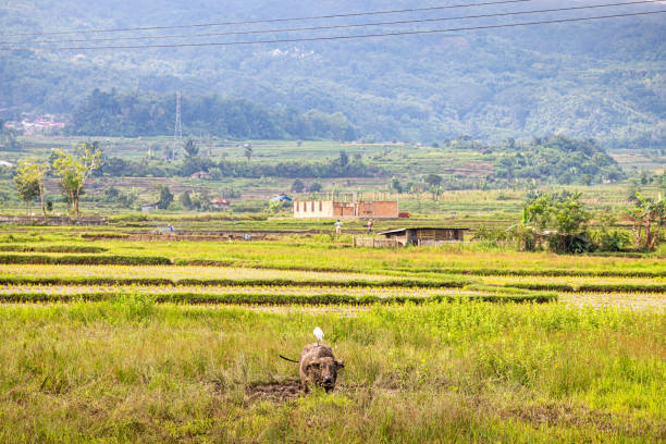 Agriculture Land Area.-Sitio Ibayo is a low-lying remote community within the municipality of San Mateo Rizal. It is part of the urban barangay of Dulong Bayan, Rizal Province. Photos: Edd Castro.