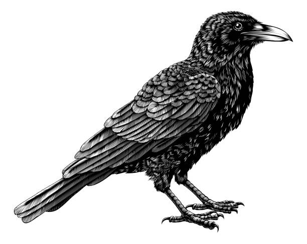Crow Raven Rook Bird Vintage Engraved Woodcut A crow, raven, rook or other black Corvus bird. Original illustration in an old vintage engraved etching woodcut style halloween bird stock illustrations