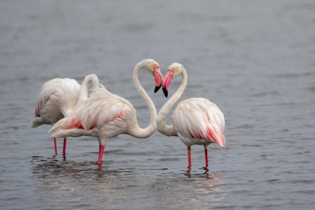 istock Greater Flamingo  in Walvis Bay in Namibia 2150654131