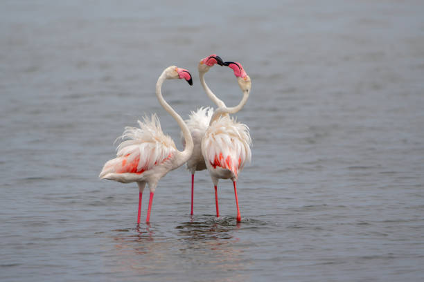 istock Greater Flamingo  in Walvis Bay in Namibia 2150654133