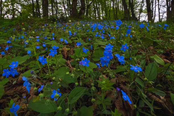 istock Blue eyed mary, Omphalodes verna, Dont Forgot Me Flowers 2150654162