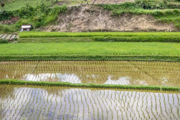 In front freshly planted rice plants and behind fields of rice in the growth period. The picture is taken in Matur in the northern part of Sumatra