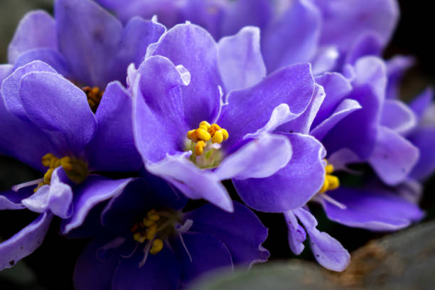 istock African violet flowers (Saintpaulia) 2150654197