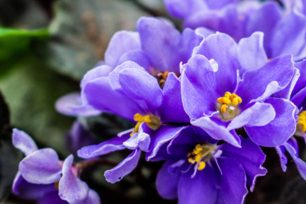 istock African violet flowers (Saintpaulia) 2150654297