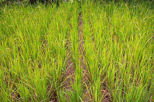 Fresh green rice plants. The picture is taken in Harau in the northern part of Sumatra