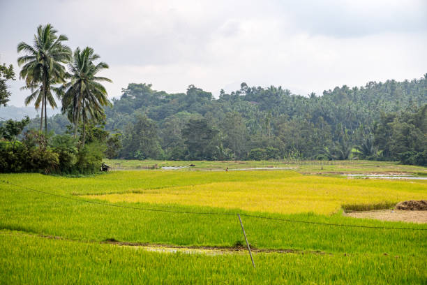 istock Rice field with different nuances of green 2150654332