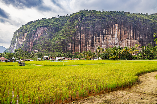 The characteristic steep mountains in the Harau Vally behind lush rice fields. The picture is taken in Harau in the northern part of Sumatra