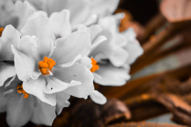 aesthetic photo of african violet flowers. African violet flowers (Saintpaulia), Close-up, Blossoming and Macro photo of african violet flowers. Creative photo of violet flower with aesthetic . Texture of violet flower.