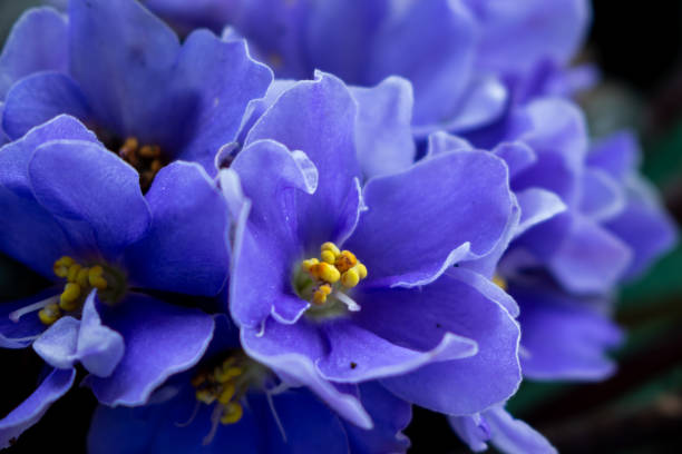 istock African violet flowers (Saintpaulia) 2150654388