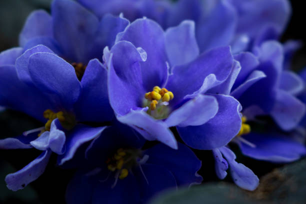 istock African violet flowers (Saintpaulia) 2150654389