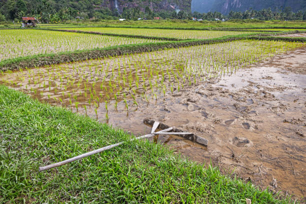 Homemade wooden tool to flatten the mud in a rice paddy before transplanting the young rice plants. The picture is taken in Harau in the northern part of Sumatra