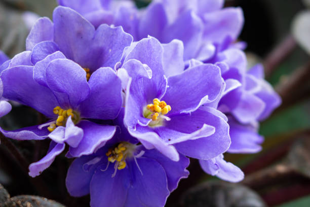 istock African violet flowers (Saintpaulia) 2150654495