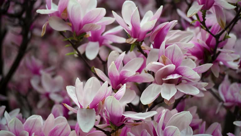 beautiful magnolia blossoms. Lovely white and pink magnolia flowers,