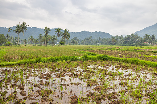 Freshly plowed muddy rice field lined with coconut palm trees. The picture is taken in Payakumbuh in the northern part of Sumatra