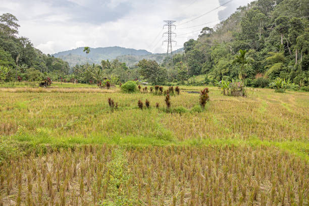 Rice paddies with dark red plants between. They are used for marking boundaries between different owners of the fields. The picture is taken in Kecamatan Lubuk Sikaping in the northern part of Sumatra
