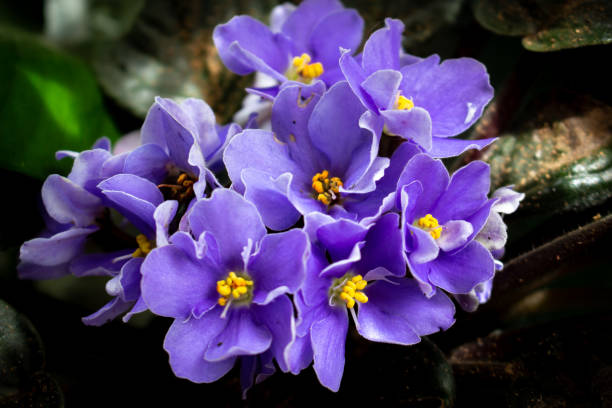 istock African violet flowers (Saintpaulia) 2150654734