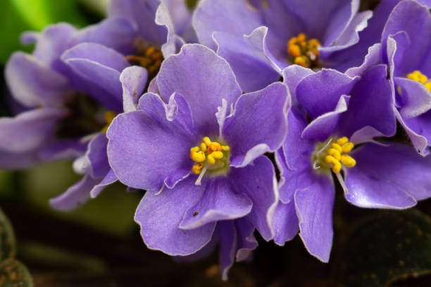 istock African violet flowers (Saintpaulia) 2150654755