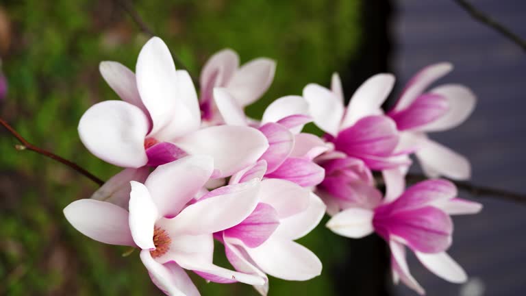 beautiful magnolia blossoms. Lovely white and pink magnolia flowers,