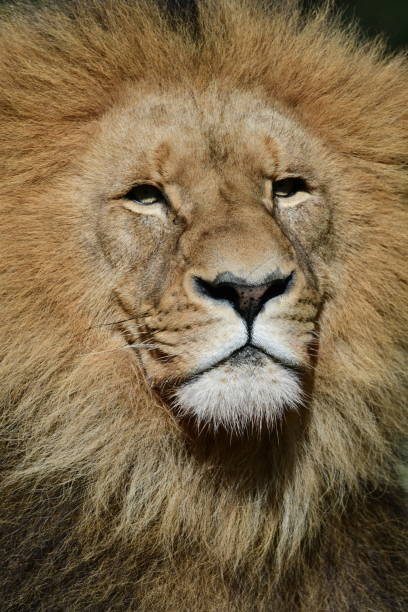 istock Male lion headshot 2150654864