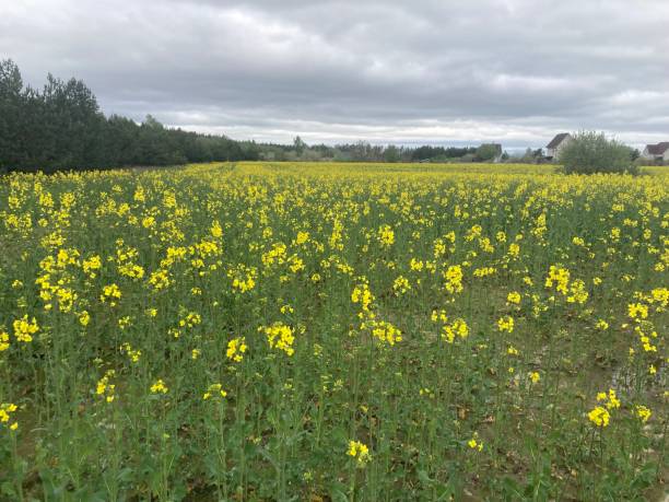 istock Yellow field planted with rapeseed 2150654897