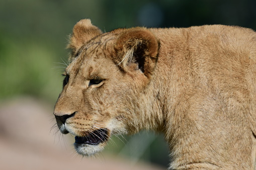 Lion cub in Werribee open range zoo Victoria Australia