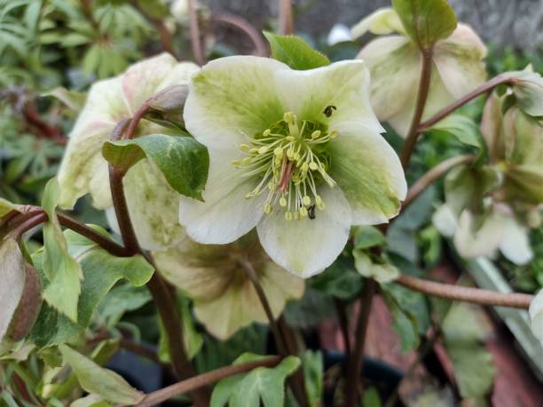 istock Helleborus x hybridus 'Molly's White' 2150655937