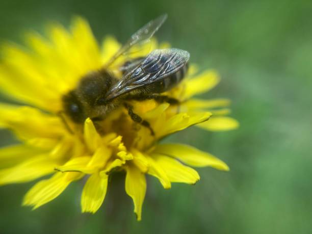 istock A bee collects pollen on a flower 2150656048