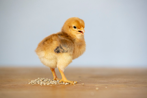 Close-up of a redhead chick standing on pellets placed on a wooden table