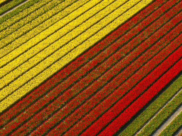 istock Tulips growing in agricutlural fields during springtime seen from above 2150656506