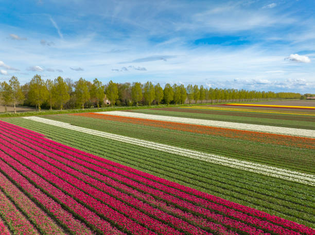 istock Tulips growing in agricutlural fields during springtime seen from above 2150656648