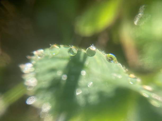 istock Morning grass in dew in the garden 2150656714