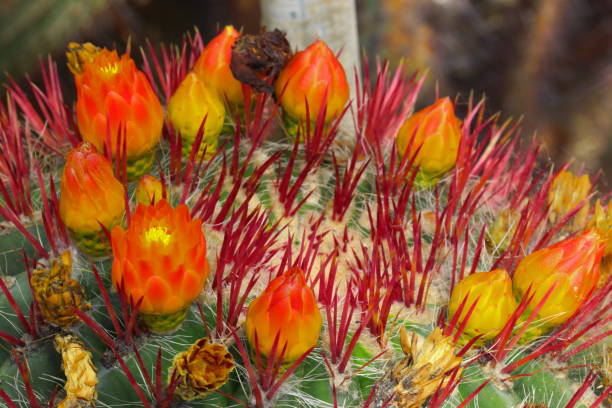 istock fat plants in a botanical garden in Liguria 2150656784