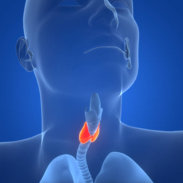 istock Human Body Glands Thyroid Gland Anatomy 2150656988