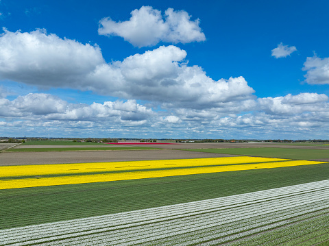 Yellow tulips growing in agricultural fields in  Flevoland, The Netherlands, during springtime seen from above. The Flevopolder is a polder in the former Zuiderzee designed initially to create more land for farming and is one of the largest flower bulb cultivation areas in Holland..