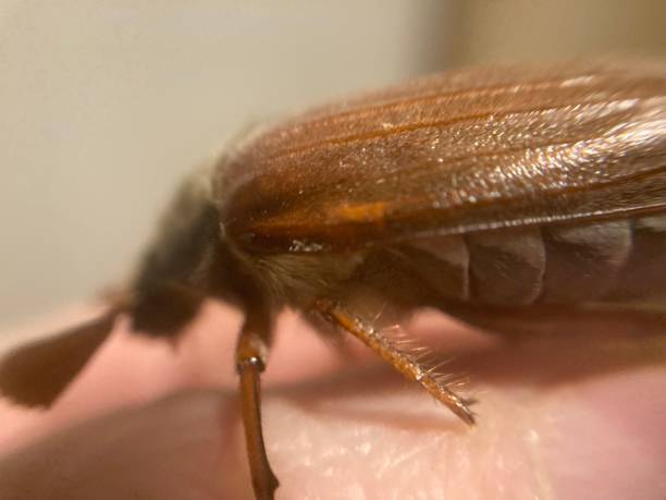 istock Spring beetle Khrushchev flew into the house 2150657154