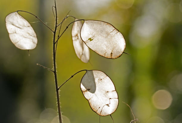 Close up of white Honesty plant (Lunaria biennis) with a defocused background back lit by the sun