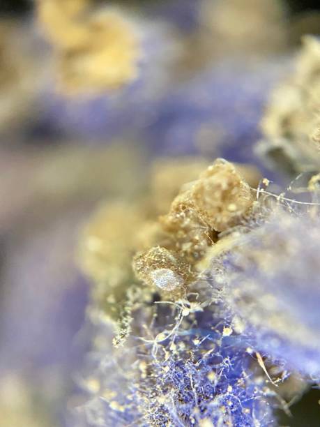 istock White lichen under a microscope, extreme close-up photo 2150657984